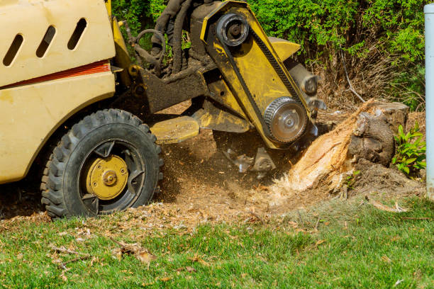 How Our Tree Care Process Works  in  Dennison, OH